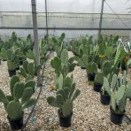 Opuncia figová (Opuntia ficus) ´INDICA´ - výška 40-60 cm, kont. C7L (-5°C)